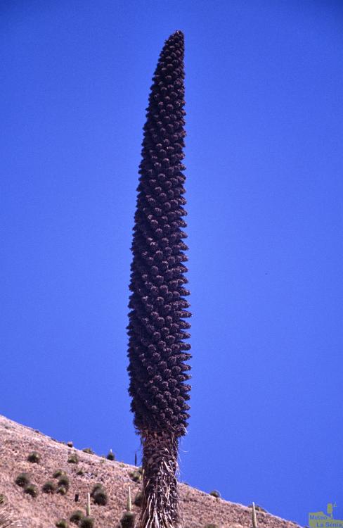 Peru 0279