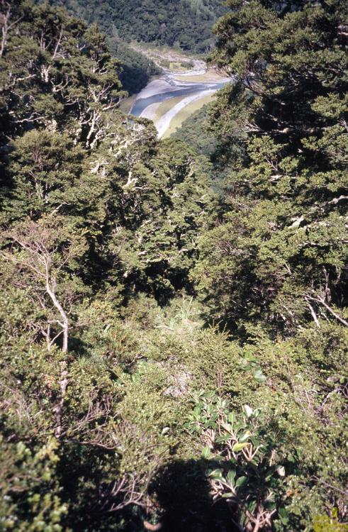 NZ 0406