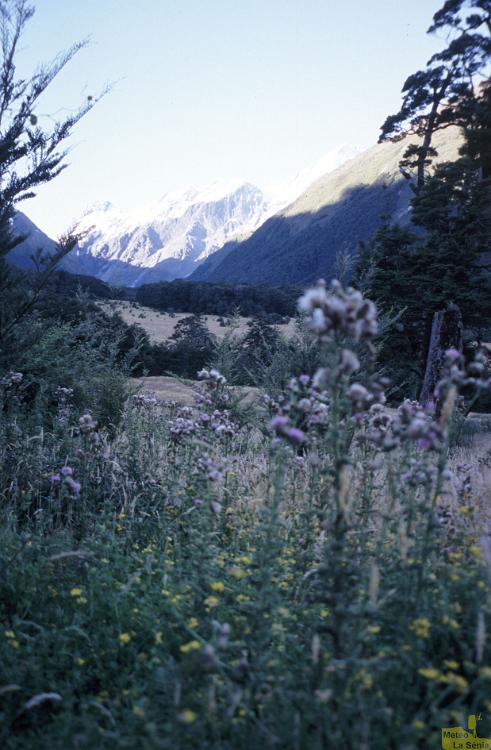 NZ 0423