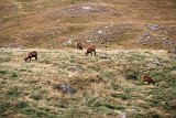 La travessa dels Pirineus per la A.R.P.