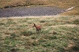 La travessa dels Pirineus per la A.R.P.