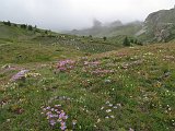 IMG 2785