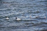 IMG 3380