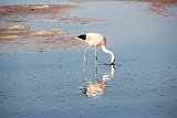 IMG 4665