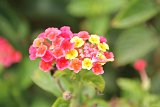 IMG 5219