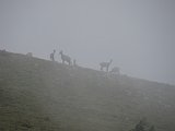 La travessa dels Pirineus per la A.R.P.