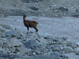 La travessa dels Pirineus per la A.R.P.