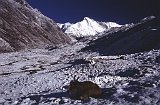 Everest95  (540)