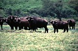 Africa012
