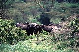 Africa013