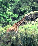 Africa015-1
