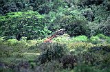 Africa015