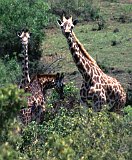 Africa016-1