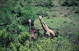 Africa016