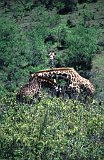 Africa017