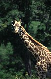 Africa018