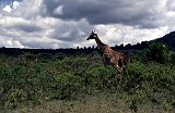 Africa019