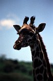 Africa020