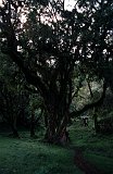 Africa031