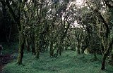 Africa032
