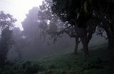 Africa052