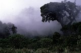 Africa054