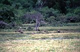 Africa171