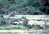 Africa172-2