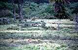 Africa172