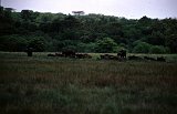 Africa173