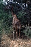 Africa825