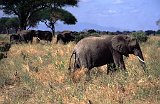 Africa838