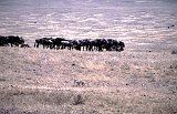 Africa867