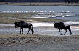 Africa879