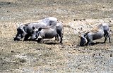 Africa895
