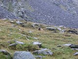 La Travessa del Pirineu pel GR-11